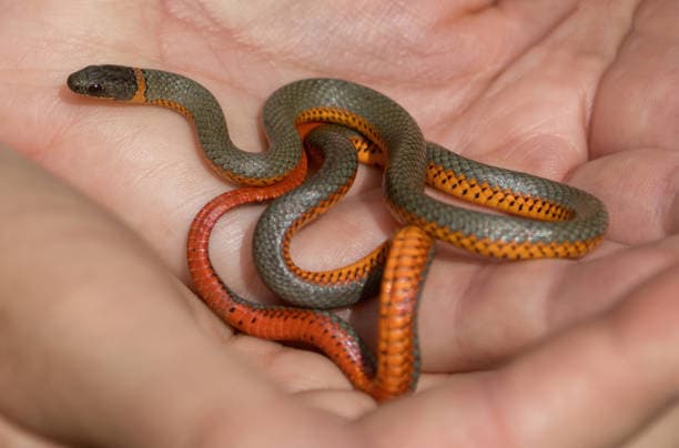 Livelihood initiative: Snake Rescue & Save Wild Life